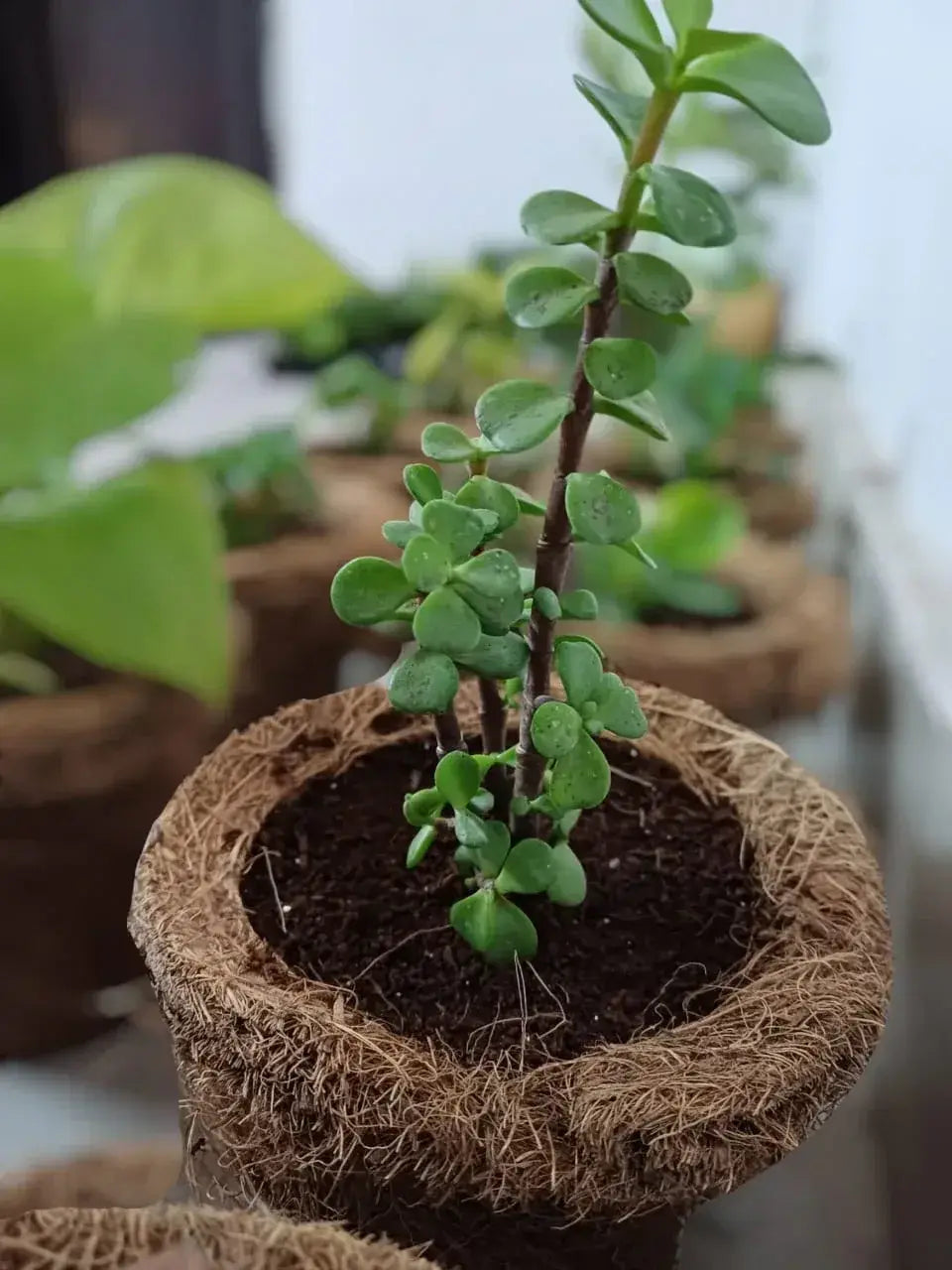 DIY Gardening Kit – Kids Gardening Set for Fun Plant Growing - ilearnngrow Learning Solutions Pvt Ltd
