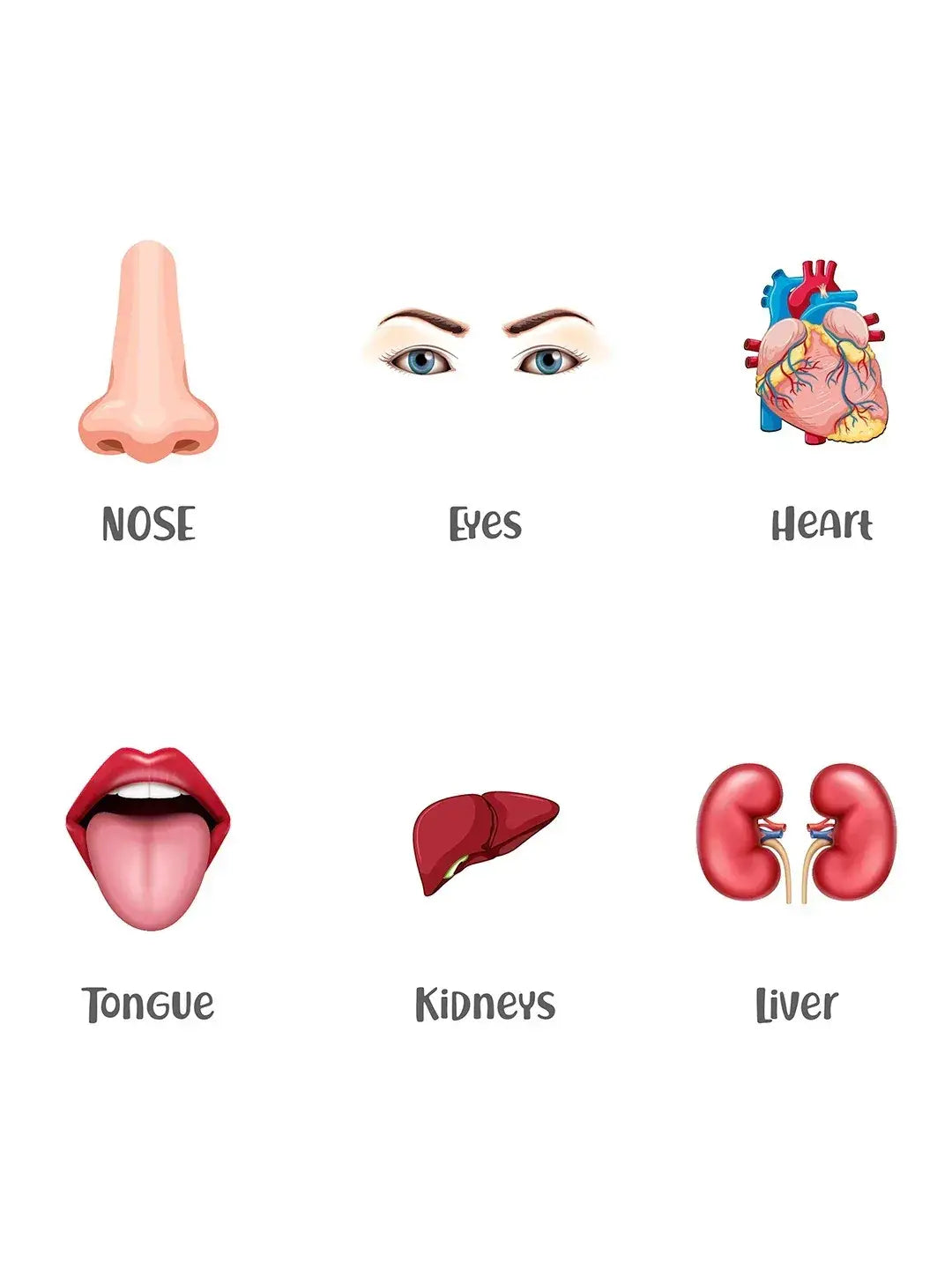 iLearnNGrow Baby’s First Body Parts Flash Cards – Educational Learning Flashcard Set for Kids - ilearnngrow Learning Solutions Pvt Ltd